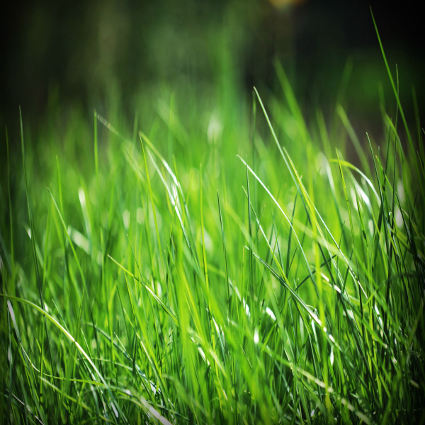 Offres de vente Terrain Moisson 78840